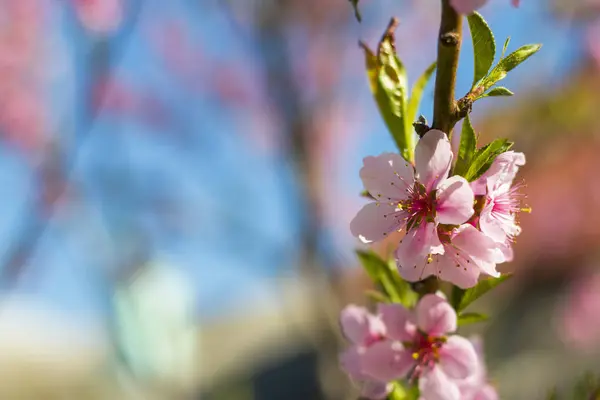 Bahar Ağacında Şeftali Çiçeği Tarım Güzel Mevsim Tarım Ilkbahar Manzarası — Stok fotoğraf