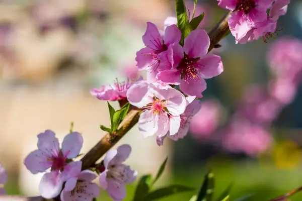 日当たりの良い木にネクタリンの桃が咲きます 美しい 春の風景 — ストック写真
