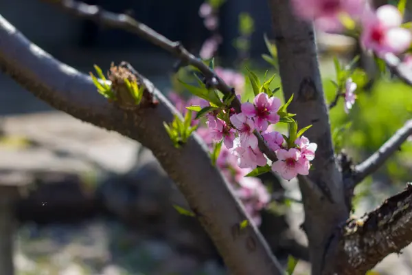 Дереві Цвіте Нектаринний Персик Сільське Господарство Красивий Сезон Весняно Літній — стокове фото