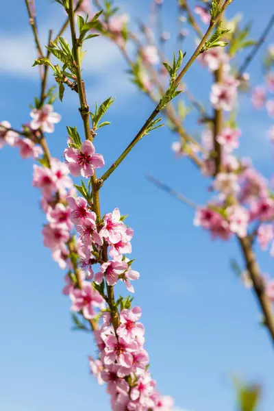 Нектарний Персик Цвіте Весняними Гілками Квітів Сільське Господарство Красивий Сезон — стокове фото