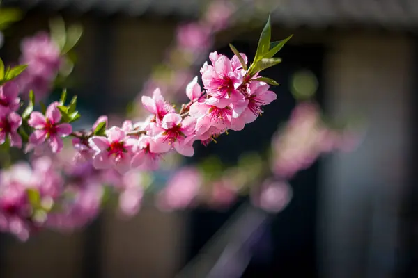 Broskvové Nektarínové Jarní Květy Větví Zemědělství Krásná Sezóna Zemědělství Jarní — Stock fotografie
