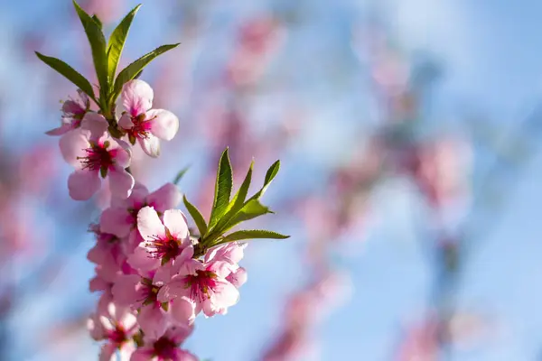 スカイバックドロップのピーチネクタリンブランチ 美しい 春の風景 — ストック写真