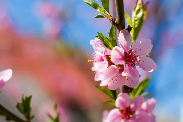 Peach Nectarine Blossom Flowers Spring Branch Agriculture Beautiful Season Farming — Stock Photo, Image