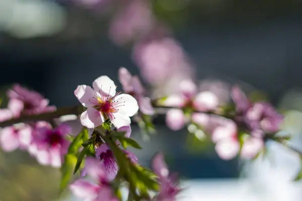 Pfirsichnektarinblüten Blühen Auf Zweigen Landwirtschaft Schöne Jahreszeit Landwirtschaft Frühling Landschaft — Stockfoto