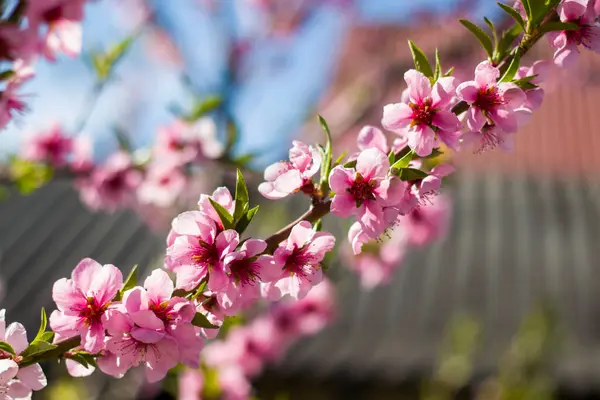 春の木の枝に桃の9つの花が咲いています 美しい 春の風景 — ストック写真
