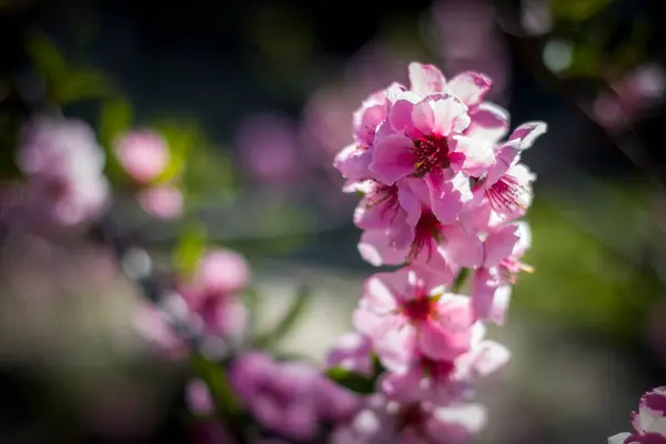 Peach Nectarine Spring Blossom Flowers Branch Agriculture Beautiful Season Farming — Stock Photo, Image