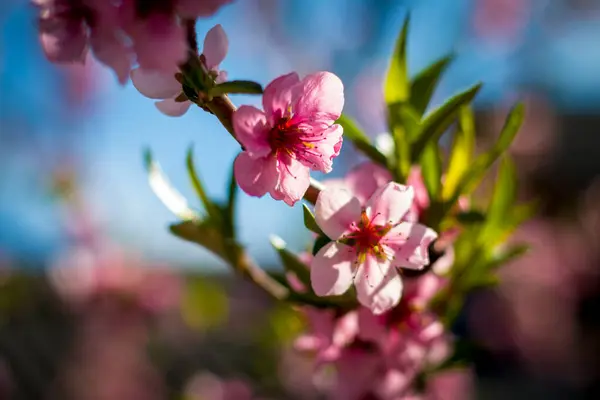 春のネクタールの桃は晴れた日に花を咲かせます 美しい 春の風景 — ストック写真