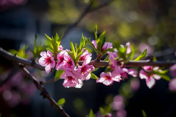 Jarní Broskvový Nektarinkový Květ Stromě Zemědělství Krásná Sezóna Zemědělství Jarní — Stock fotografie