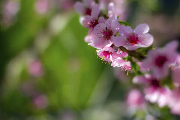 春天里桃花开在阳光明媚的树上 农业美丽季节农耕春景 — 图库照片#
