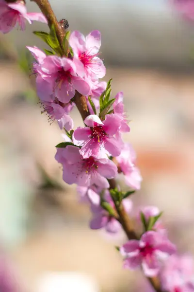 春の桃の蜜の花は晴れた枝に咲いています 美しい 春の風景 — ストック写真
