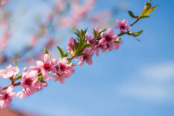 Tavaszi Őszibarack Nektarin Virágok Faágon Mezőgazdaság Gyönyörű Évszak Gazdálkodás Tavasz — Stock Fotó