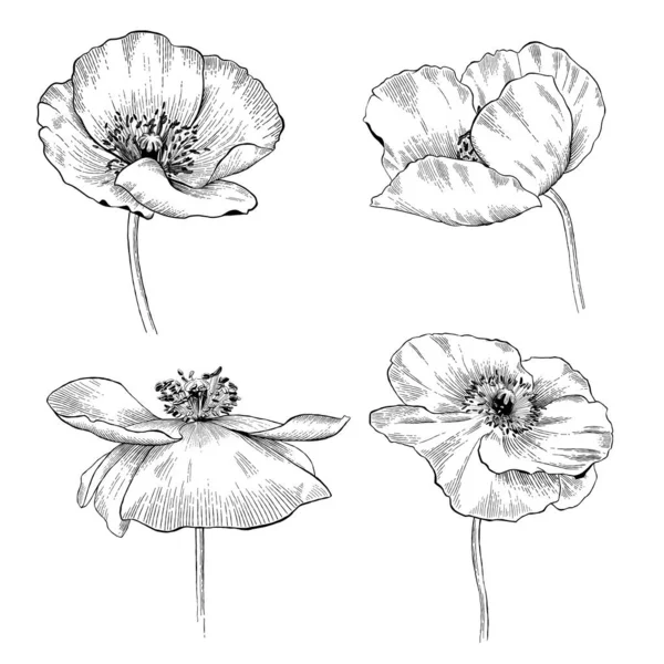 Ensemble Fleurs Pavot Fleurs Sauvages Sur Fond Blanc Illustration Vectorielle — Image vectorielle