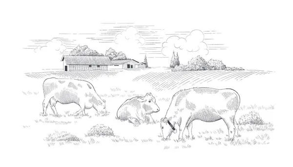 デイリーファーム 牧草地に牛がいる農村風景 手描きベクターイラスト — ストックベクタ