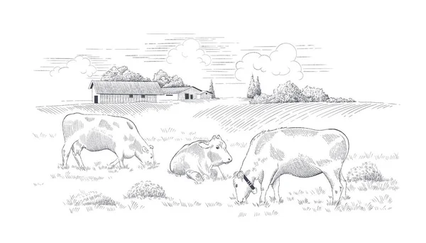 Tejgazdaság Vidéki Táj Tehenekkel Réten Kézzel Rajzolt Vektor Illusztráció — Stock Vector