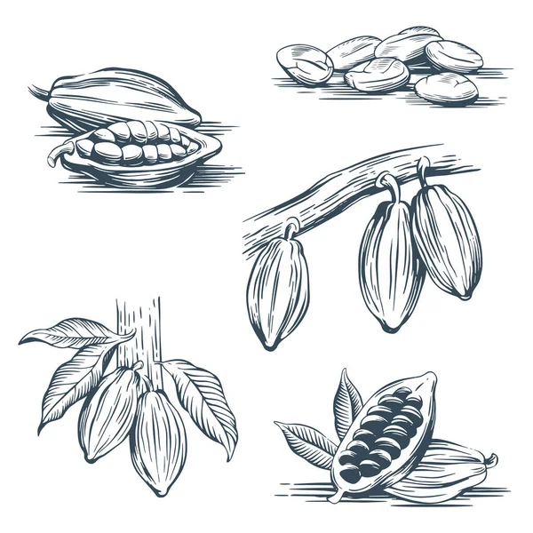 Set Hand Drawing Cocoa Beans Beans Fruit Branch Leaves Vector — Stock Vector