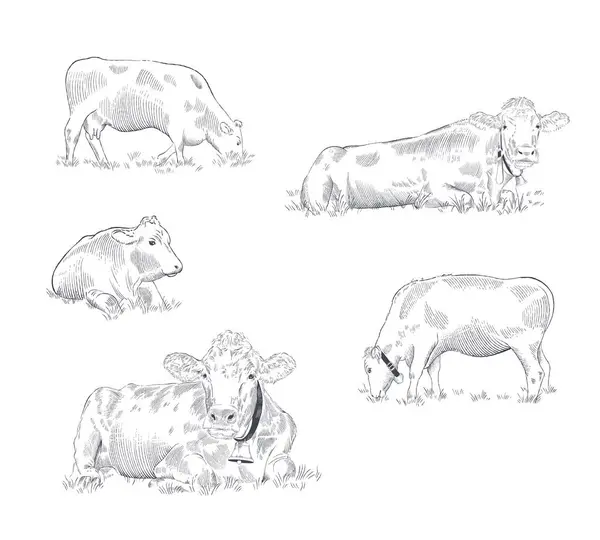 Jogo Vacas Pasto Poses Diferentes Ilustração Vetorial Desenhada Mão — Vetor de Stock