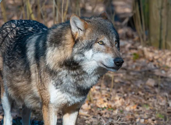 ヨーロッパのオオカミの肖像画 オオカミは ぼやけた森の背景にあるカメラを眺めている — ストック写真