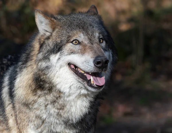 Retrato Lobo Europeu Masculino Lobo Olhando Para Distância Fundo Floresta — Fotografia de Stock