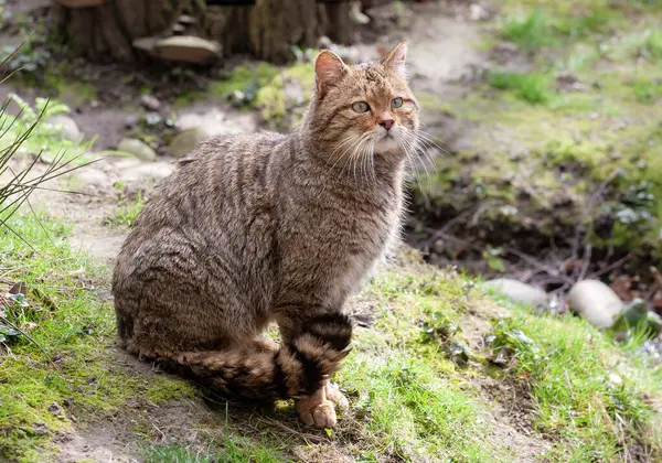 ヨーロッパのワイルドキャット 野生の猫は 遠くを見下ろして草の丘の上に座っています — ストック写真