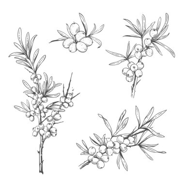 El çizimi siyah ve beyaz deniz karabatağı dalları. Oymalı biçimdeki vektör illüstrasyonuName