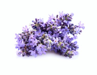 Lavanta çiçeği beyaz arka planda yakın plan