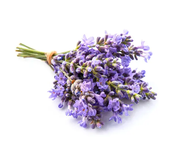 Bunga Lavender Dengan Latar Belakang Putih Stok Gambar Bebas Royalti