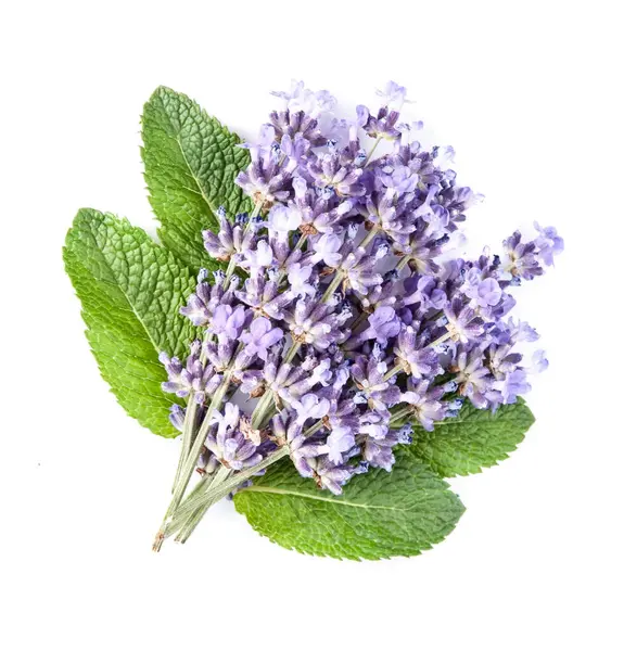 Lavendel Blommor Med Mynta Växtbaserade Vit Bakgrund Stockfoto