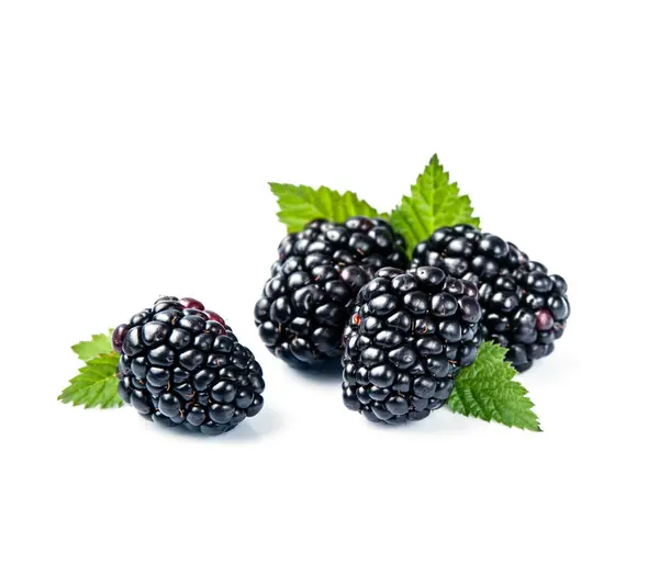 Blackberry Dengan Daun Latar Belakang Putih Bahan Makanan Sehat Stok Lukisan  