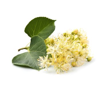 Beyaz arka planda ıhlamur dalı