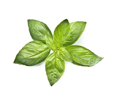 Beyaz arka planda fesleğen yaprakları