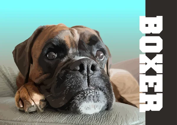 Egy Közeli Kép Egy Gyáva Gyönyörű Boxer Kutyáról Vektor Plakát — Stock Vector