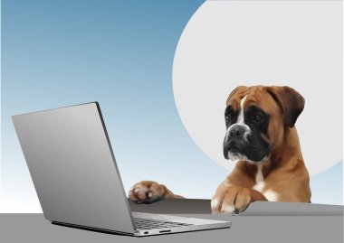 Boksör köpeği dizüstü bilgisayarda çok çalışıyor. Evden çalışma konseptine komik bir bakış açısı getiriyor.