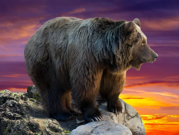 Αρκούδα Στο Βράχο Ενάντια Στον Ουρανό Αυγή — Φωτογραφία Αρχείου