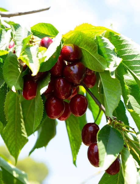 Fresh Ripe Cherries Tree Orchard Royalty Free Stock Images