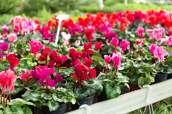 Fleurs Pourpres Pot Assorties Dans Showroom Centre Jardin — Photo