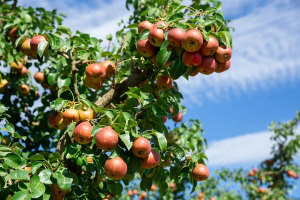 Ripe Pink Pears Growing Trees Summer Sun — Stock Photo, Image