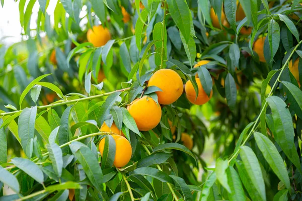 在阳光充足的日子 在树上关上成熟的黄色桃子 — 图库照片