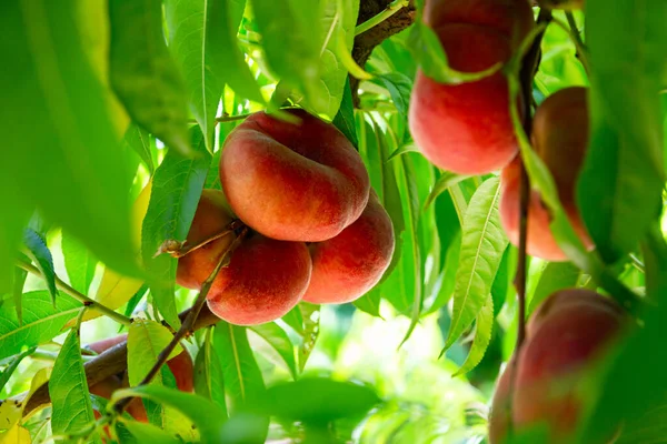 果樹園で木に成長する熟した土星の桃 — ストック写真