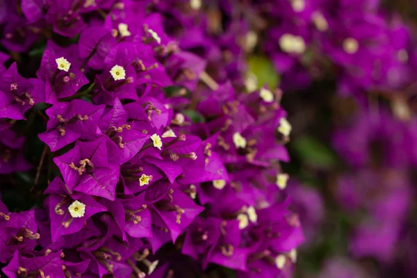 Closeup View Purple Bougainvillea Flowers Blooming Bush — Stock Photo, Image