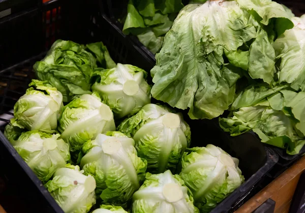 超级市场货柜内新鲜蔬菜生菜 沙司及菠菜 — 图库照片