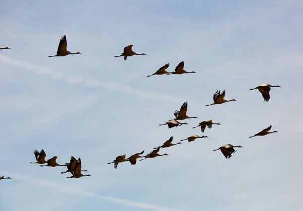 Migración Grúas Comunes Grus Invernada Aves Volando Cielo Azul Día — Foto de Stock