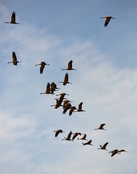 Flyttning Flock Tranor Himlen Högkvalitativt Foto — Stockfoto