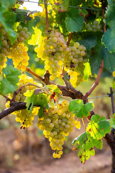 Closeup Bunches Ripe White Grapes Vine Vineyard Selective Focus — Stock Photo, Image