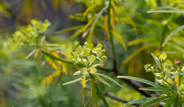 Ανθοφορία Του Φυτού Euphorbia Regis Jubae Την Ηλιόλουστη Ημέρα — Φωτογραφία Αρχείου