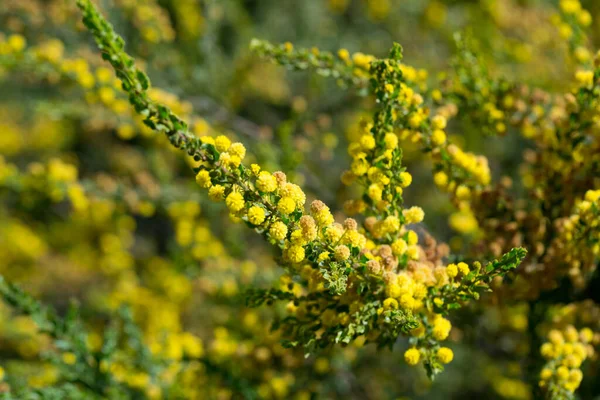 Gros Plan Floraison Jaune Fleur Épinette Kangourou Acacia Paradoxa Dans — Photo