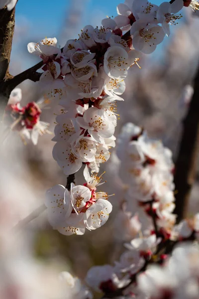 Beautiful Blooming Apricot Trees Spring Garden High Quality Photo — Stock Photo, Image