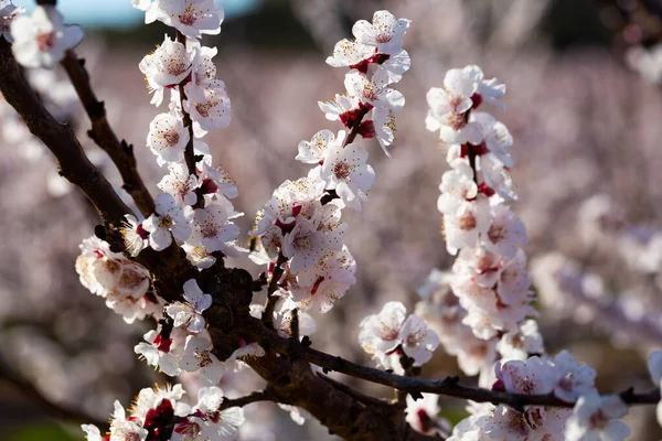 Prachtige Bloeiende Abrikozenbomen Voorjaarstuin Hoge Kwaliteit Foto — Stockfoto