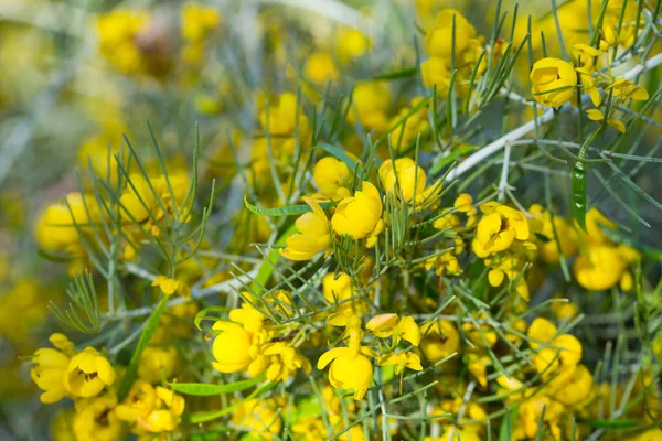Kwitnienie Senna Artemisioides Lub Pióra Cassia Wiosną — Zdjęcie stockowe