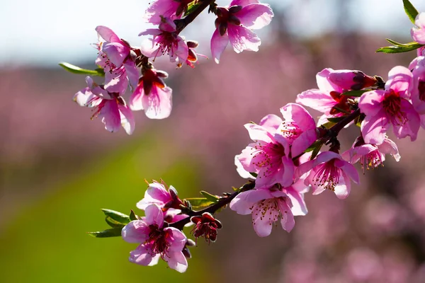 果樹園の桃の木の開花のビューを閉じる — ストック写真