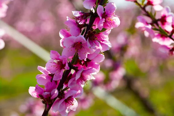 晴れた春の日にスペインのプランテーションで桃の木を開花させる — ストック写真